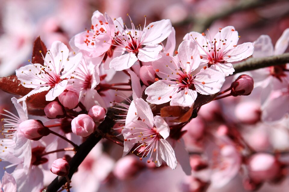 Plant pink spring