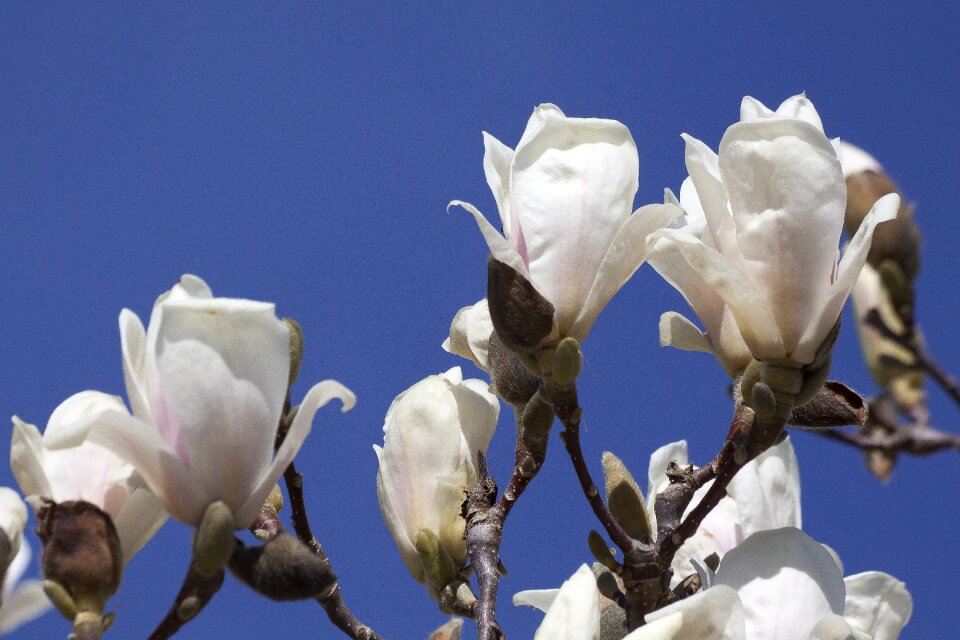 Bush spring bloom