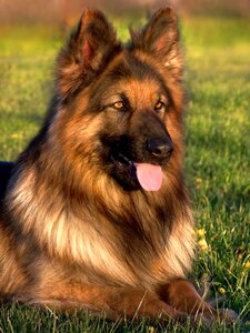 Coat long-haired animal