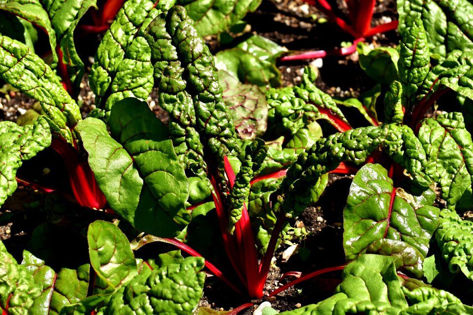 Vulgaris feurio plant nature