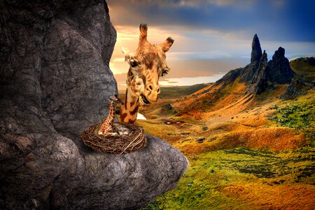 Landscape nest photomontage