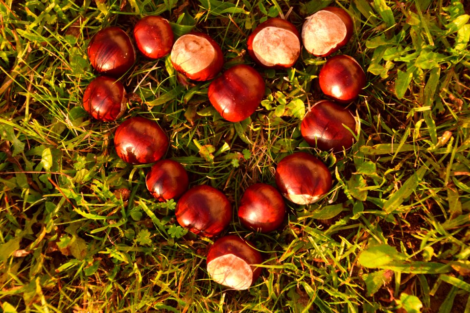 Ordinary rosskastanie autumn common rosskastanie