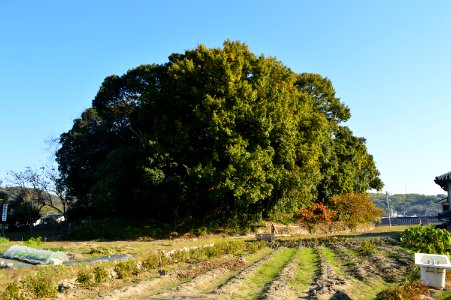 Matsumoto Kofun, funkyu