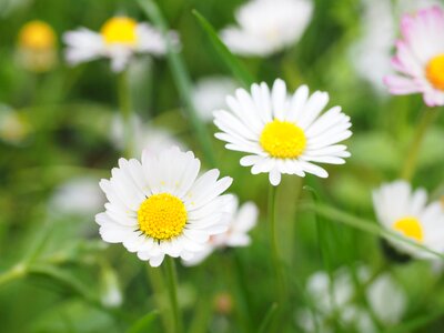 Bloom white bellis philosophy photo