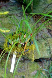 Maxillaria tenuifolia - Marie Selby Botanical Gardens - Sarasota, Florida - DSC00983