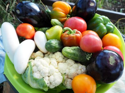 Dacha elitexpo harvest
