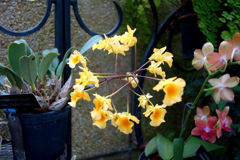 Maxillaria aggregata (Dendrobium aggregatum) - Longwood Gardens - DSC01207