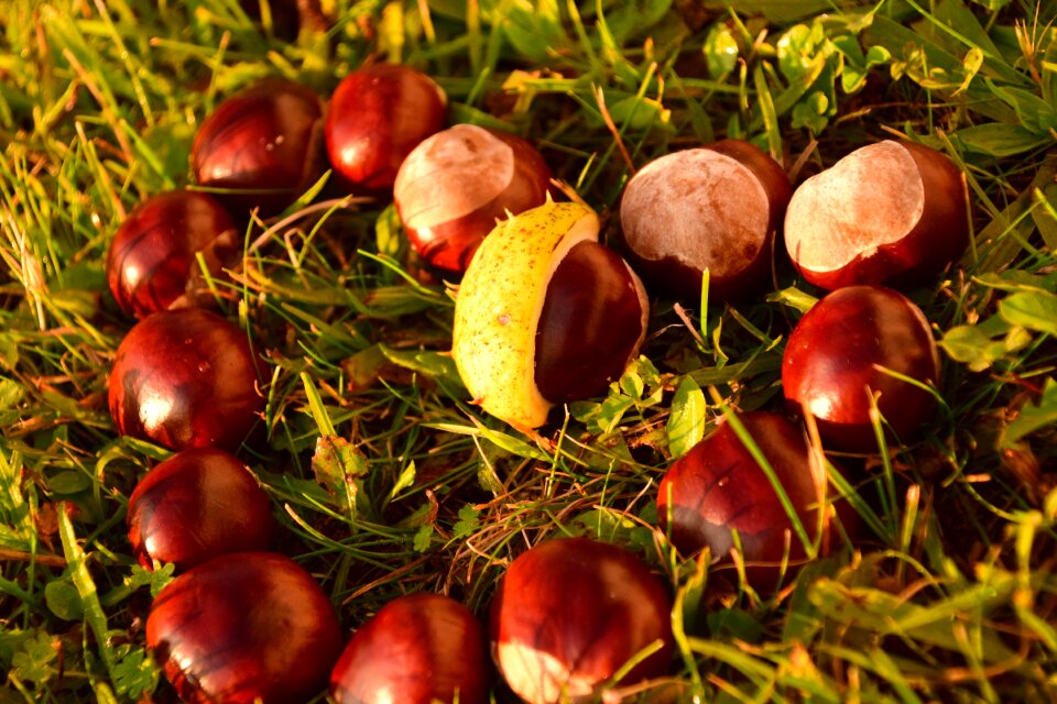 Ordinary rosskastanie autumn common rosskastanie