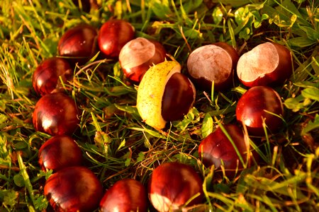 Ordinary rosskastanie autumn common rosskastanie photo