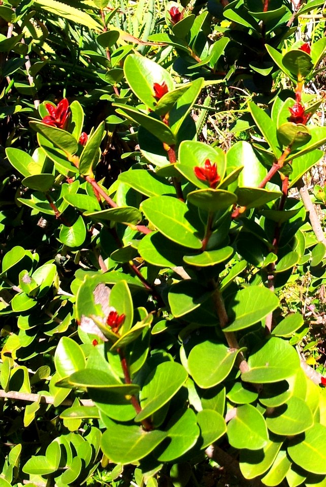 Maurocenia - Cape Town Table Mountain