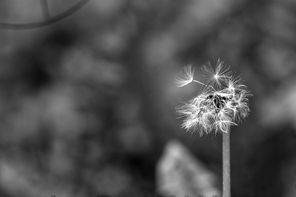 Summer nature flower