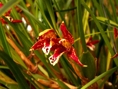Maxillaria tenuifolia, 2015-03-13, Phipps Conservatory