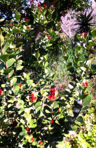 Maurocenia - Hottentots Cherry Tree - Cape Town 4
