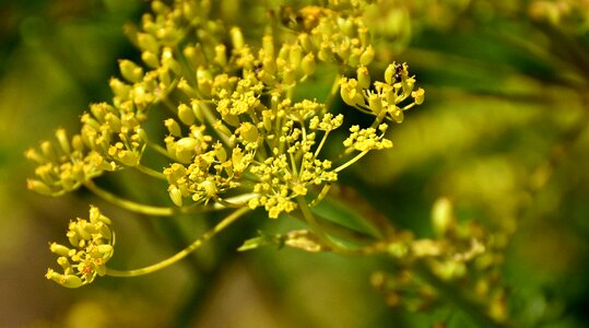 Plant summer nature