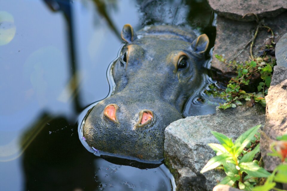 Mammal water watering hole
