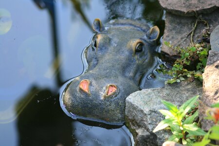 Mammal water watering hole