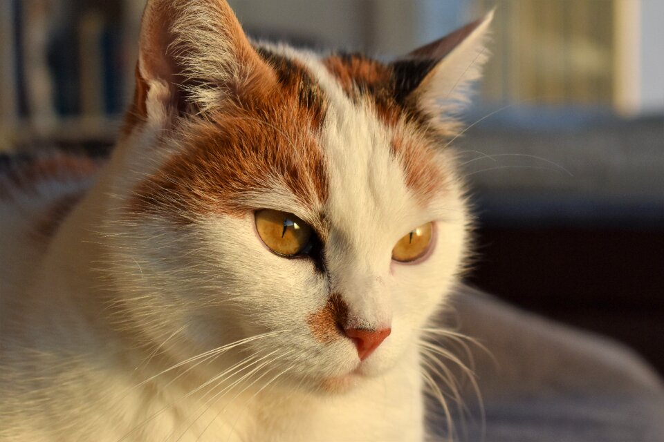 Creature pet white cat