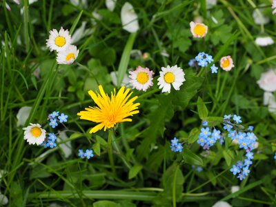 Forget me not yellow blue photo