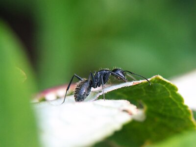 Close up nature insect photo