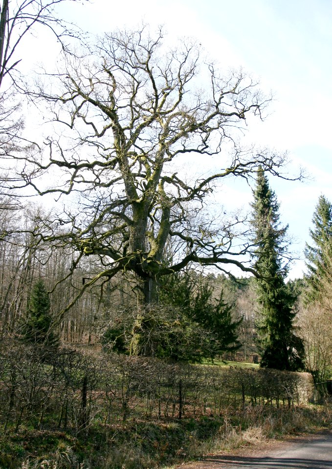 Maxsain Westerwald Oak Tree