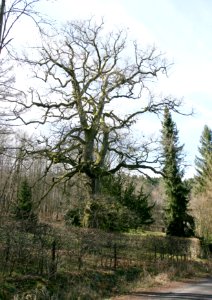 Maxsain Westerwald Oak Tree