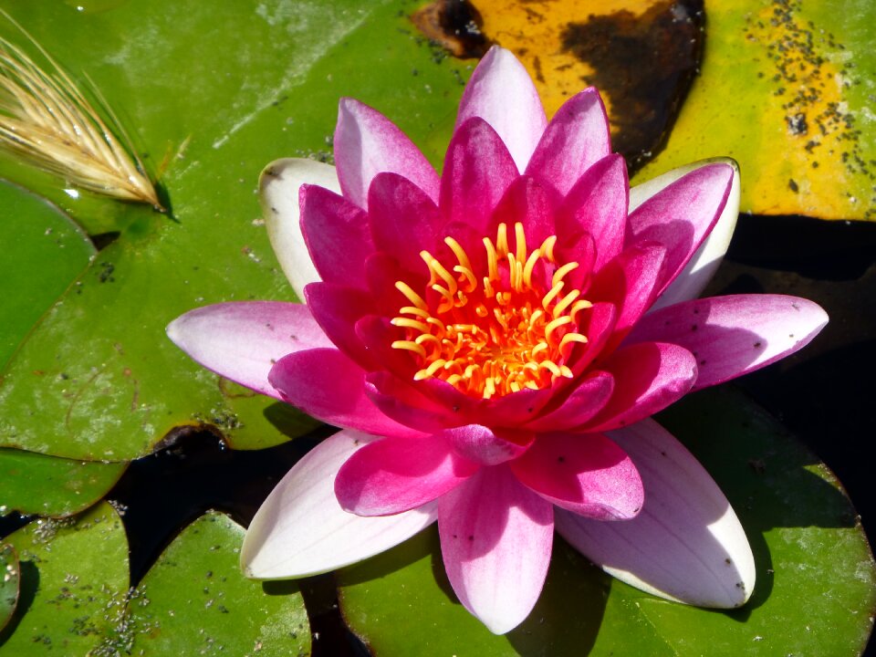 Blossom flower pond