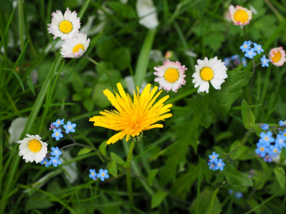 Forget me not yellow blue