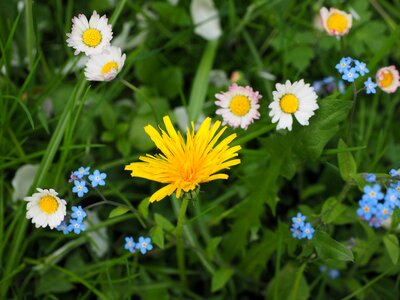 Forget me not yellow blue photo