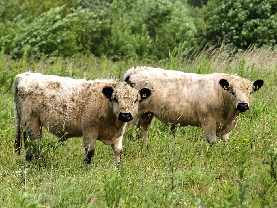 Mammal animal nature