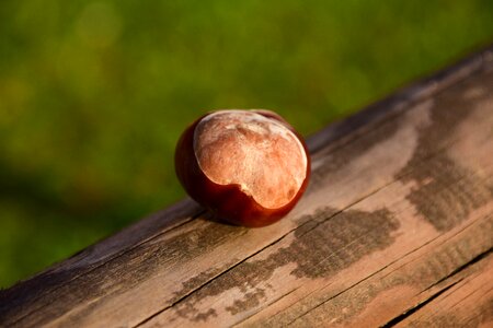 Autumn common rosskastanie chestnut fruit photo