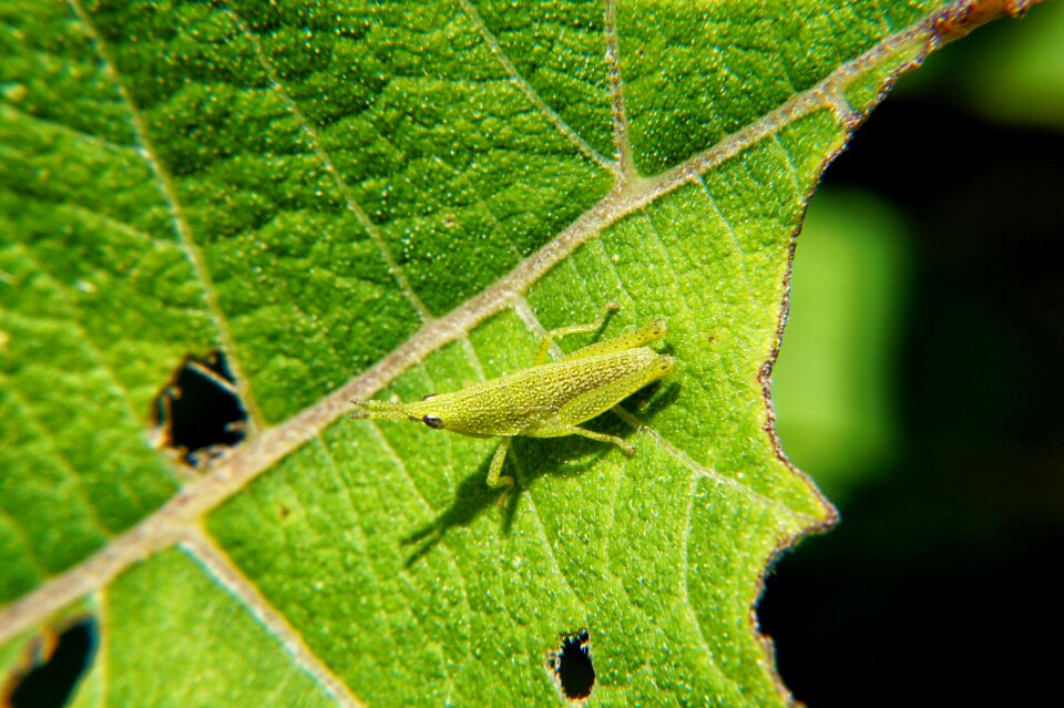 Insects entomology garden