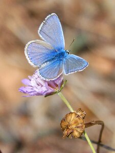 Libar wild flower blaveta commune photo