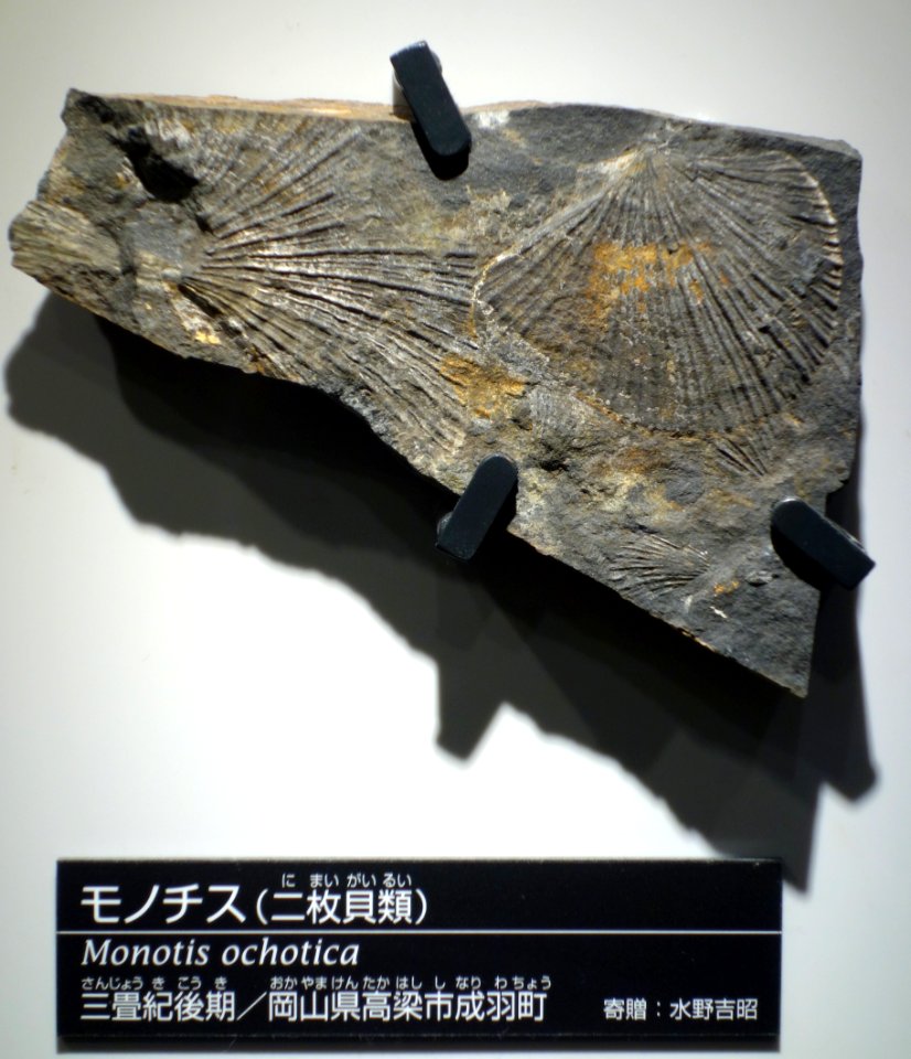 Monotis ochotica - National Museum of Nature and Science, Tokyo - DSC07013