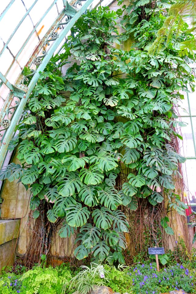 Monstera deliciosa - Laeken Royal Greenhouses - Royal Castle of Laeken - Brussels, Belgium - DSC07546