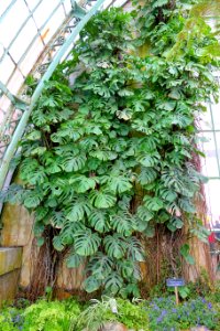 Monstera deliciosa - Laeken Royal Greenhouses - Royal Castle of Laeken - Brussels, Belgium - DSC07546