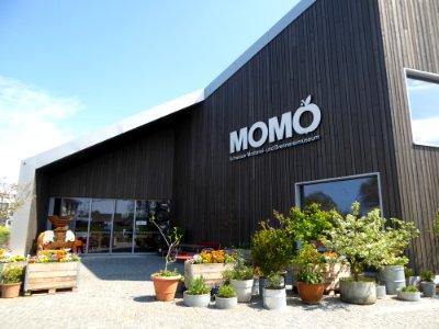 Momo Stachen