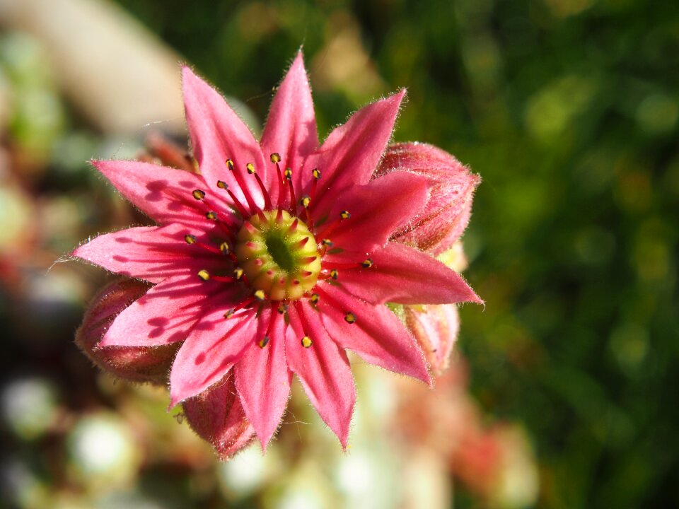 Nature blossom bloom