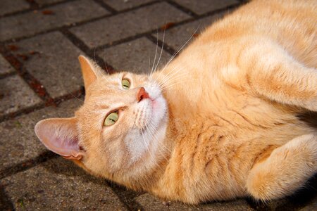 Cat face portrait head photo