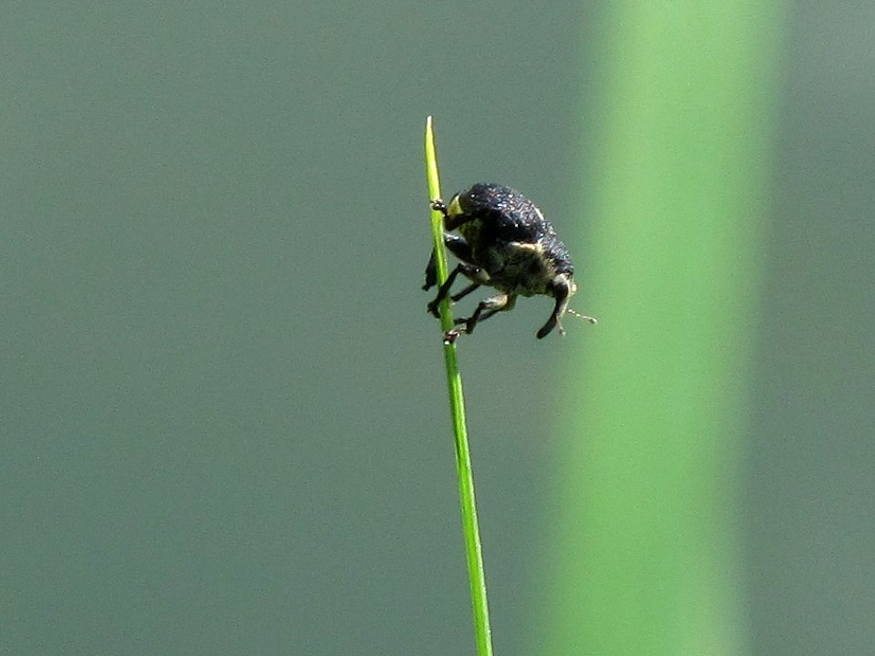 Mononychus punctumalbum (Iris Seed Weevil), Arnhem, the Netherlands