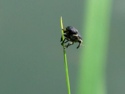 Mononychus punctumalbum (Iris Seed Weevil), Arnhem, the Netherlands photo