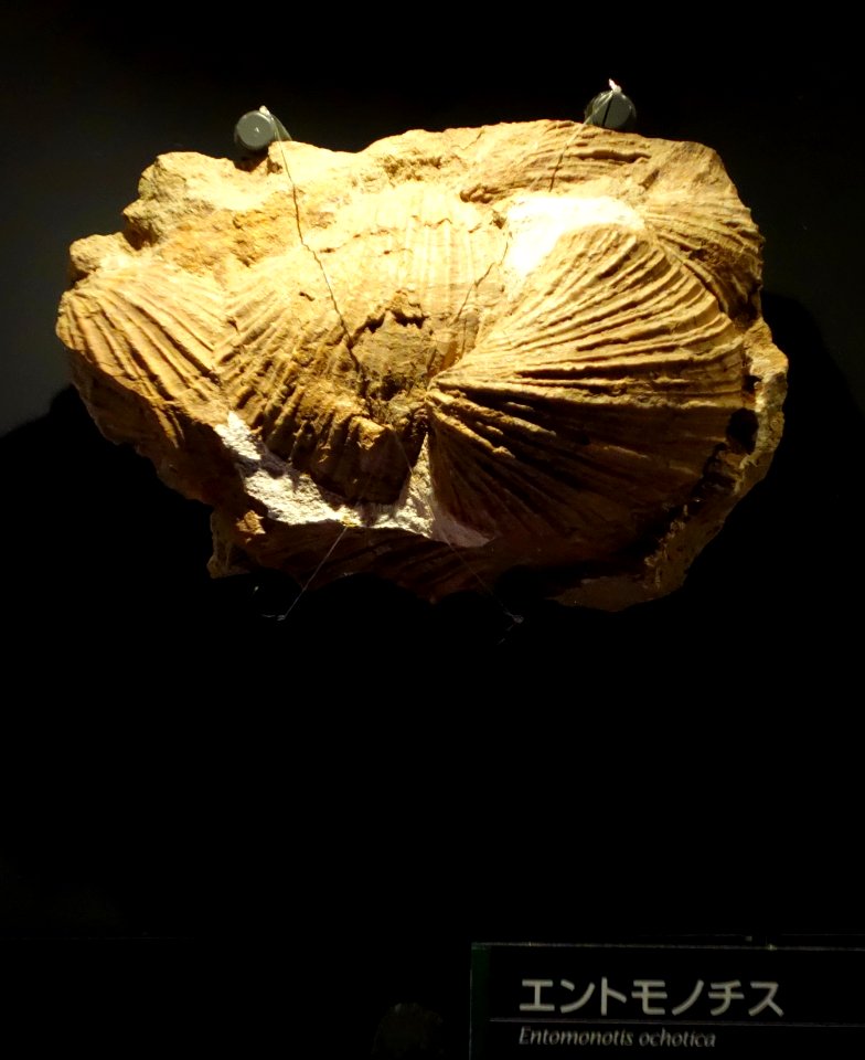 Monotis ochotica (Entomonotis ochotica) - National Museum of Nature and Science, Tokyo - DSC07678