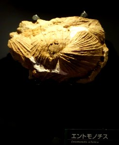 Monotis ochotica (Entomonotis ochotica) - National Museum of Nature and Science, Tokyo - DSC07678