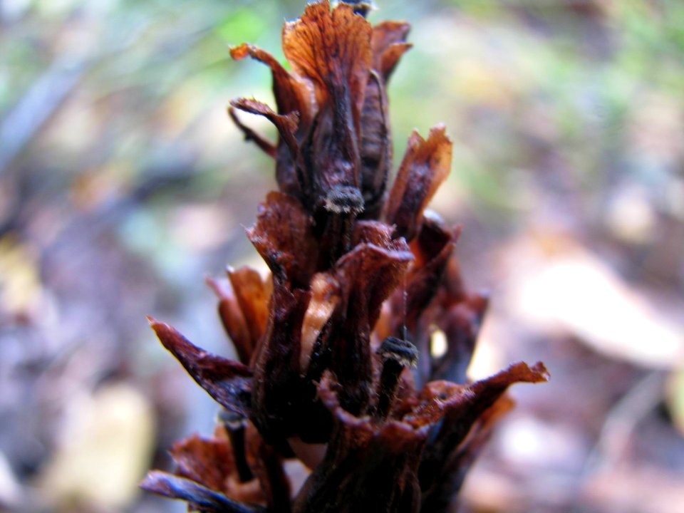Monotropa hypopitys 9147