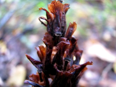 Monotropa hypopitys 9147