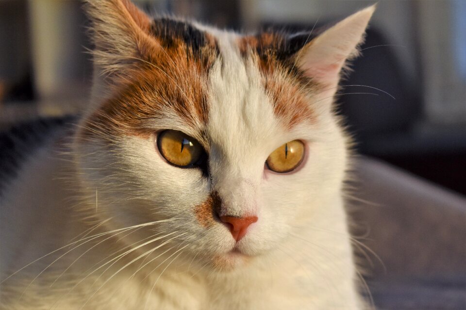 Creature pet white cat