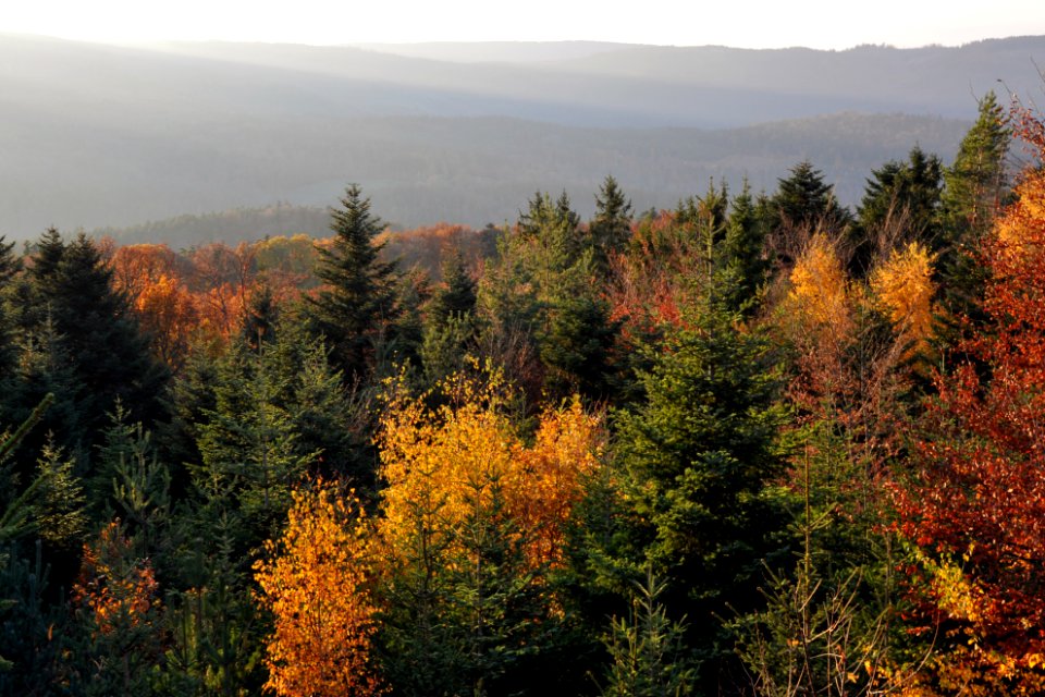 Mont Saint-Odile 1 11 2011 1