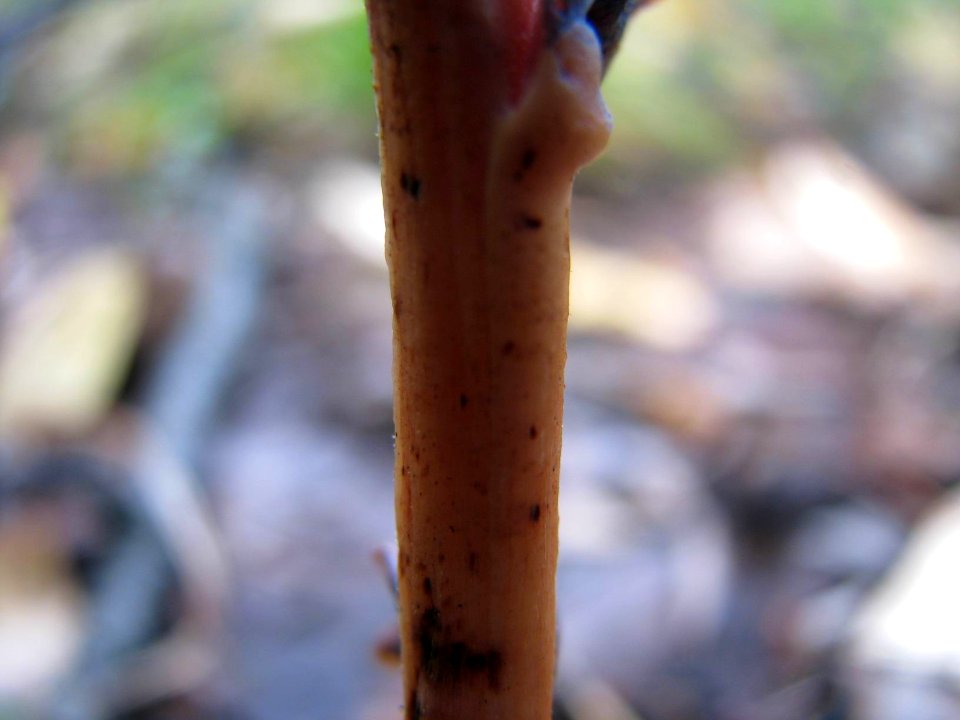 Monotropa hypopitys 9148