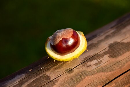 Autumn common rosskastanie chestnut fruit photo