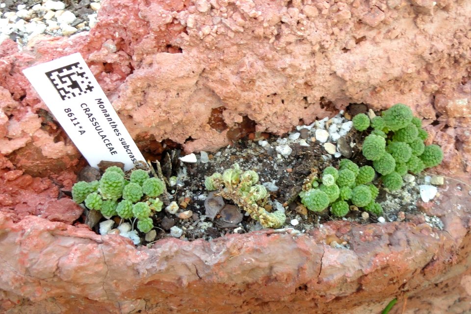 Monanthes subcrassicaulis - Lyman Plant House, Smith College - DSC04308