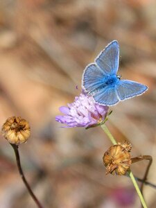 Libar wild flower blaveta commune